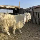 تيس فحل الصحه شرط