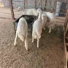 طليان حريات