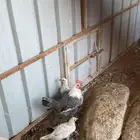 ديك ودجاجه