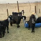 للبيع معزا عوارض