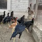 دجاج سندي بيور