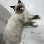 قطة همالايا للبيع