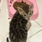 قطط بنغال للبيع جاهزين للاستلام مستويات قوية جدا