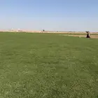 نجيلة طبيعي سي الفين (C2000)