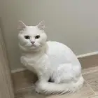 قطط