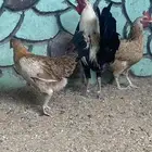 دجاج بلدي
