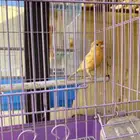 وصول دفعه من الكناري