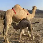 خلفه مصغر منيحه رقم واحد حليب سكر شرط الحد11500