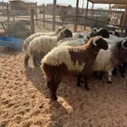 جذعان جبره بلدي