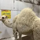 حاشي لباني ثمين عمره خمس شهور لباني شرط والطعم تحدي