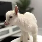 تيس قزم ابيض