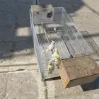 2 زوج كروان شامل قفصه