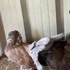 للبيع طبه امريكي اوفر