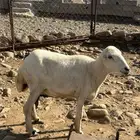 نعجه رفديه دافع