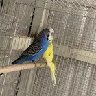 جوز بادجي معه خمس فراخه