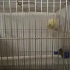 كناري تغريد شرط