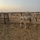 حاشي