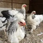 دجاج براهمه