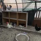 دجاج للبيع