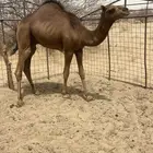 قعدان