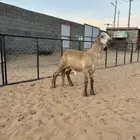 مشروع فحل درماني