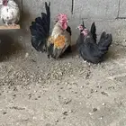 دجاج جبانيز