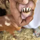 ماعز محايلي دهم