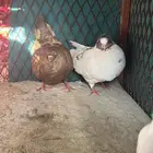 زوج كنق