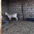 للبيع عنز حليب وافر