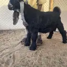 عرض بيع جذع عارضي صنف