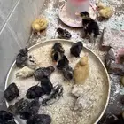 صيصان وبط للبيع