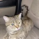 قطه شرازي تايقر