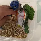 لوري