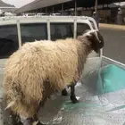 نعيمي كفو فل الفل شحم ولحم