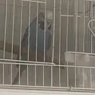ذكر ببغاء البادجي انجليزي جاهز