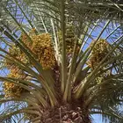 مزرعة محصول تمر