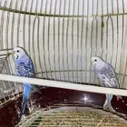 عصافير للبيع