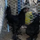 طقم براهما سود صك كولومبي