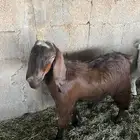 تيوس
