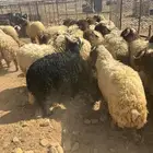 بهم العدد 25 خاروف صافي العمر من 6 الى 7