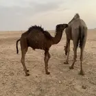 2 حاشي لباني