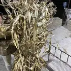 حزم علف ذرة بلدية