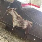 تيس أوشح يا رباع او سديس كفو شرط ضراب