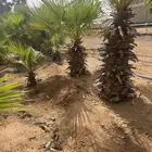 الزلفي البطين الجنوبي