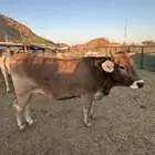 البي عجلاته ثنتين وحده لها 8 شهور والثانيه لها سنه و6 شهور