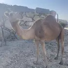 ناقه حمراء شاق. على اظراب الناقه كفو وهاديه