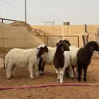 نعيمي لباني العمر 3 شهور العدد5