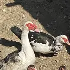 بط بلدي فاخر