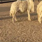 فحل حري