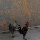 2 دياكه ودجاجه ب